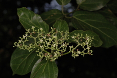 Premna serratifolia